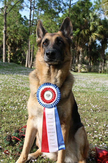 Obedience Training Pays off at AKC