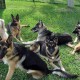 german shephard recsue dogs