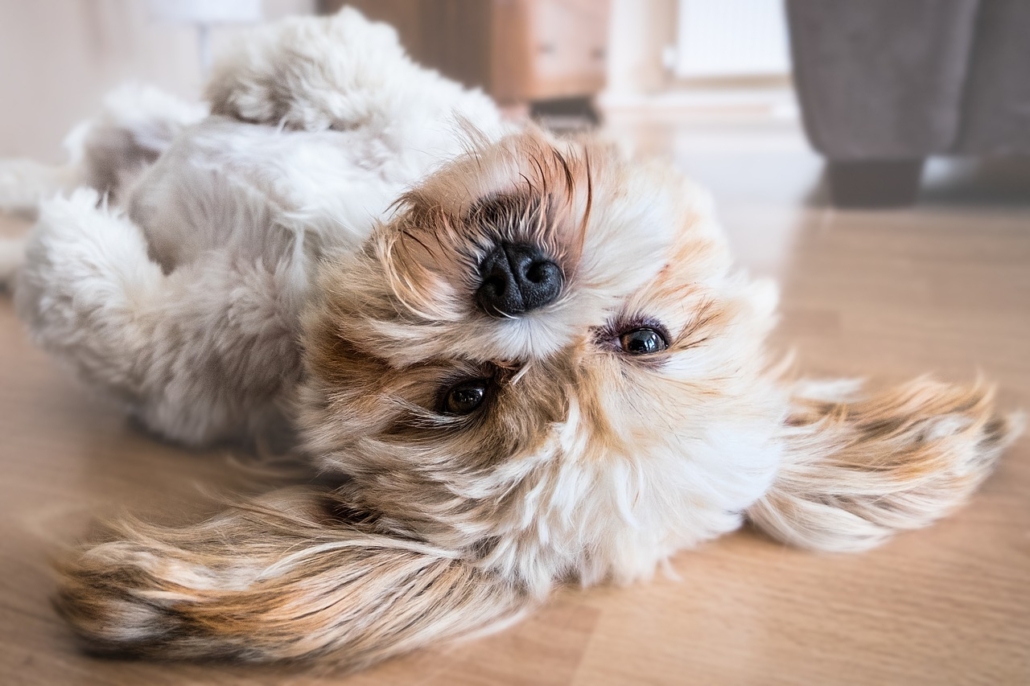 How Dog Owners Can Keep a Clean House on a Budget